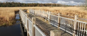 Wetlands Boardwalk