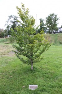 Memorial Tree